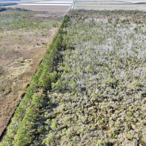 Photo #54 of SOLD property in Off US 264, Engelhard, NC 500.0 acres