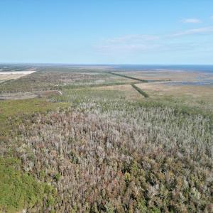 Photo #8 of SOLD property in Off US 264, Engelhard, NC 500.0 acres