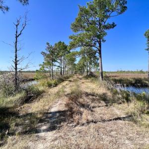 Photo #75 of SOLD property in Off US 264, Engelhard, NC 500.0 acres