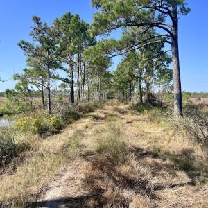 Photo #76 of SOLD property in Off US 264, Engelhard, NC 500.0 acres