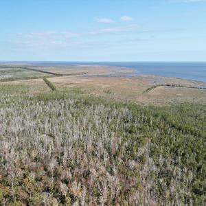 Photo #9 of SOLD property in Off US 264, Engelhard, NC 500.0 acres