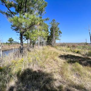 Photo #79 of SOLD property in Off US 264, Engelhard, NC 500.0 acres