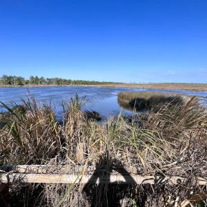 Photo #84 of SOLD property in Off US 264, Engelhard, NC 500.0 acres