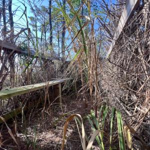 Photo #85 of SOLD property in Off US 264, Engelhard, NC 500.0 acres