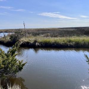Photo #86 of SOLD property in Off US 264, Engelhard, NC 500.0 acres