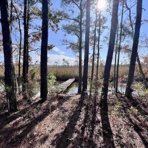 Photo #87 of SOLD property in Off US 264, Engelhard, NC 500.0 acres