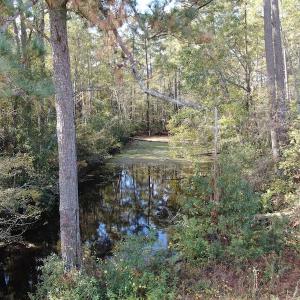 Photo #14 of Off Norton Road, Green Sea, SC 32.0 acres