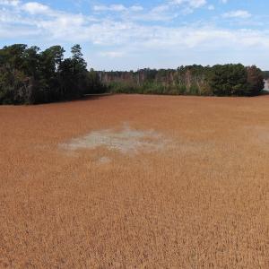 Photo #8 of Off Norton Road, Green Sea, SC 32.0 acres