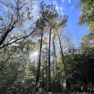 Photo #17 of SOLD property in Off Rail Road St, Chocowinity, NC 3.4 acres