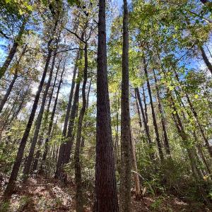 Photo #19 of SOLD property in Off Rail Road St, Chocowinity, NC 3.4 acres