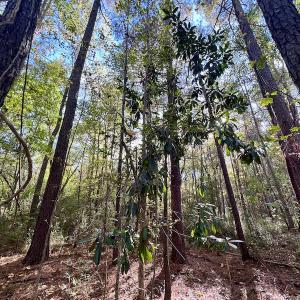 Photo #20 of SOLD property in Off Rail Road St, Chocowinity, NC 3.4 acres