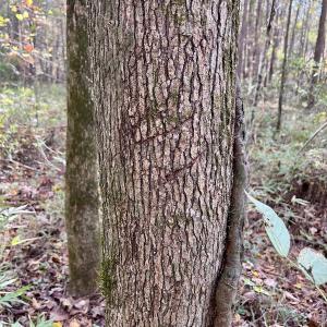 Photo #22 of SOLD property in Off Rail Road St, Chocowinity, NC 3.4 acres