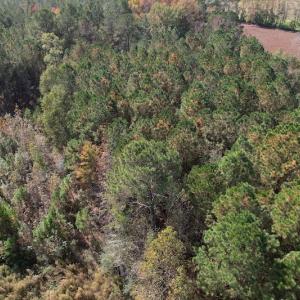 Photo #12 of SOLD property in Off Harrells Hwy, Garland, NC 15.8 acres