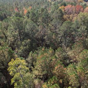 Photo #13 of SOLD property in Off Harrells Hwy, Garland, NC 15.8 acres