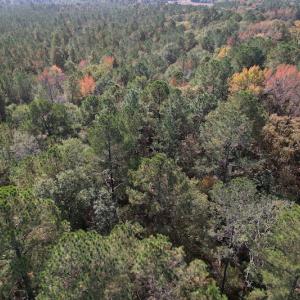 Photo #14 of SOLD property in Off Harrells Hwy, Garland, NC 15.8 acres