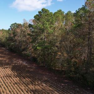 Photo #6 of SOLD property in Off Harrells Hwy, Garland, NC 15.8 acres