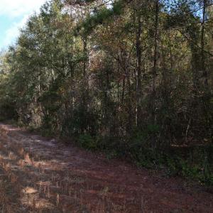 Photo #7 of SOLD property in Off Harrells Hwy, Garland, NC 15.8 acres