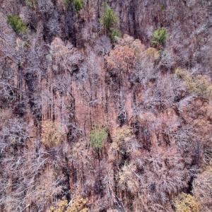Photo #12 of SOLD property in Off Julie McKnight Road, Kittrell, NC 166.0 acres