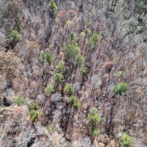 Photo #13 of SOLD property in Off Julie McKnight Road, Kittrell, NC 166.0 acres