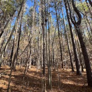 Photo #27 of SOLD property in Off Julie McKnight Road, Kittrell, NC 166.0 acres