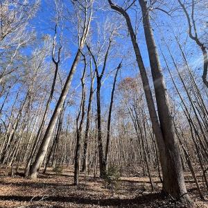 Photo #28 of SOLD property in Off Julie McKnight Road, Kittrell, NC 166.0 acres