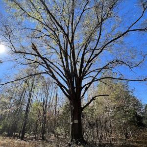 Photo #34 of SOLD property in Off Julie McKnight Road, Kittrell, NC 166.0 acres