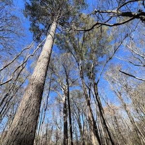 Photo #37 of SOLD property in Off Julie McKnight Road, Kittrell, NC 166.0 acres