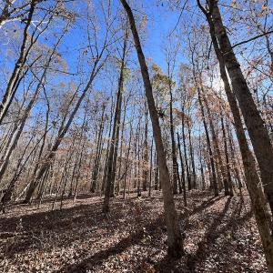 Photo #41 of SOLD property in Off Julie McKnight Road, Kittrell, NC 166.0 acres