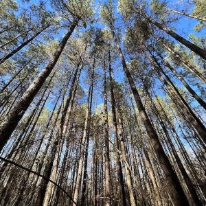 Photo #44 of SOLD property in Off Julie McKnight Road, Kittrell, NC 166.0 acres