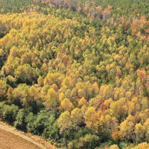 Photo #4 of SOLD property in 3077 Carolina Road, Suffolk, VA 22.0 acres