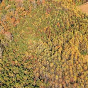 Photo #9 of SOLD property in 3077 Carolina Road, Suffolk, VA 22.0 acres