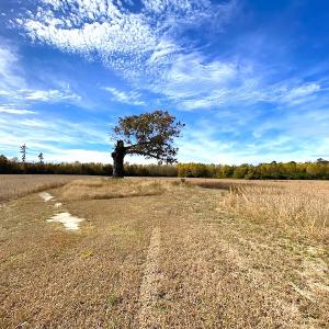 Photo #16 of SOLD property in 3077 Carolina Road, Suffolk, VA 22.0 acres