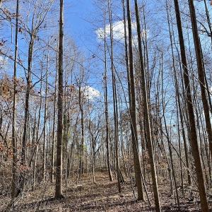 Photo #26 of 644 Blackberry Road, Bassett, VA 115.4 acres