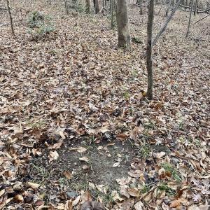 Photo #29 of 644 Blackberry Road, Bassett, VA 115.4 acres