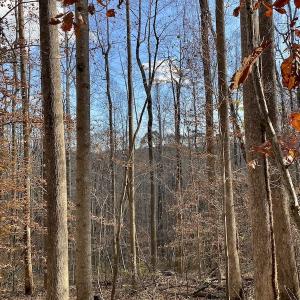 Photo #30 of 644 Blackberry Road, Bassett, VA 115.4 acres