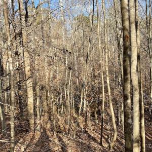 Photo #33 of 644 Blackberry Road, Bassett, VA 115.4 acres