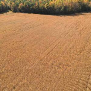 Photo #8 of SOLD property in 3081 Carolina Road, Suffolk, VA 9.6 acres