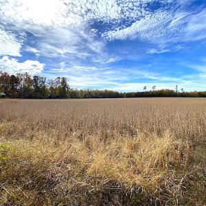 Photo #11 of SOLD property in 3081 Carolina Road, Suffolk, VA 9.6 acres
