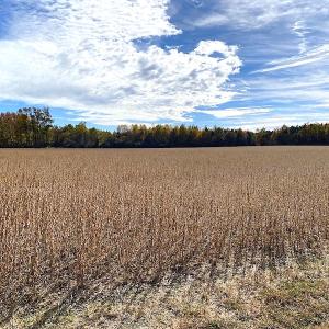 Photo #12 of SOLD property in 3081 Carolina Road, Suffolk, VA 9.6 acres