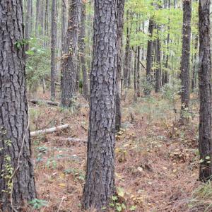 Photo #14 of NC 304 / 33 Hwy, Hobucken, NC 9.8 acres