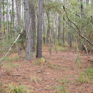 Photo #15 of NC 304 / 33 Hwy, Hobucken, NC 9.8 acres