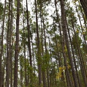 Photo #16 of NC 304 / 33 Hwy, Hobucken, NC 9.8 acres