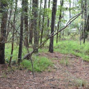 Photo #13 of NC 304 / 33 Hwy, Hobucken, NC 9.8 acres