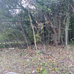 Photo #26 of 1512 Cedar Creek Road, Fayetteville, NC 32.0 acres