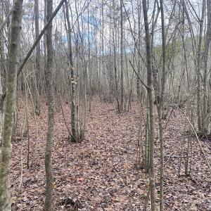 Photo #27 of 1512 Cedar Creek Road, Fayetteville, NC 32.0 acres