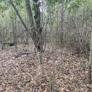 Photo #29 of 1512 Cedar Creek Road, Fayetteville, NC 32.0 acres