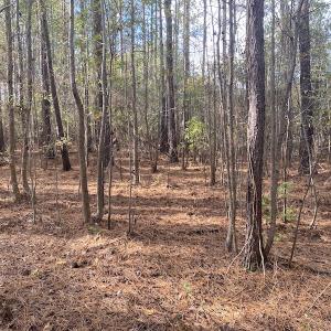 Photo #30 of 1512 Cedar Creek Road, Fayetteville, NC 32.0 acres