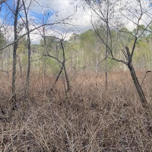 Photo #32 of 1512 Cedar Creek Road, Fayetteville, NC 32.0 acres