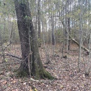 Photo #36 of 1512 Cedar Creek Road, Fayetteville, NC 32.0 acres