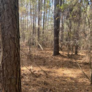 Photo #38 of 1512 Cedar Creek Road, Fayetteville, NC 32.0 acres